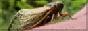 cicada