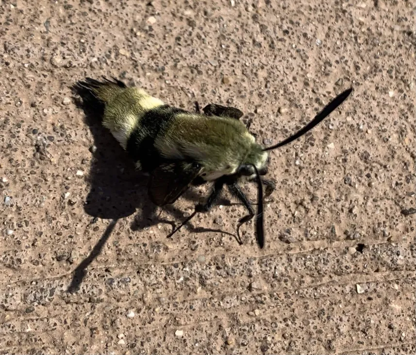 Moth with tiny undeveloped wings