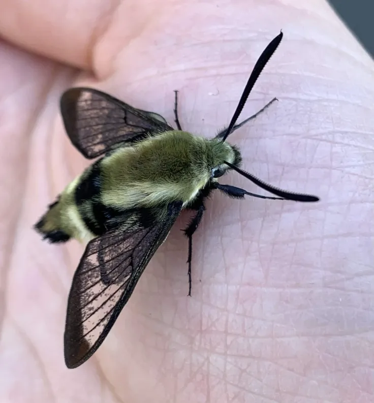 Moth, held, with missing scales