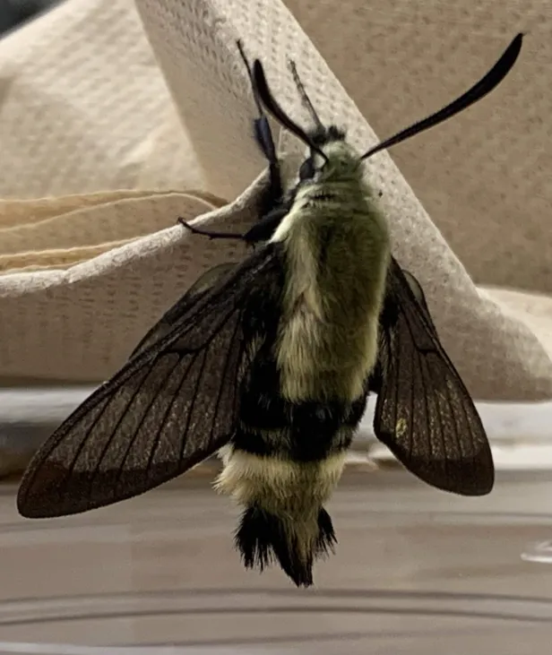 Moth, now with fully-sized wings