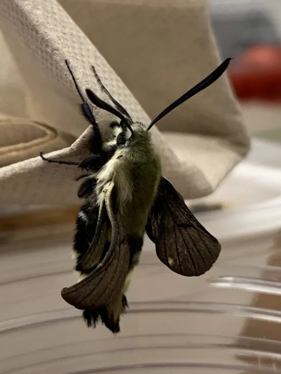 Moth, now with larger wings