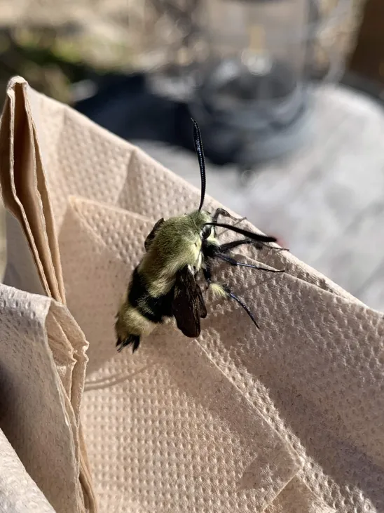 Moth hanging vertically