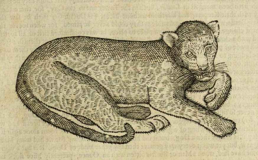 Drawing of a snow leopard